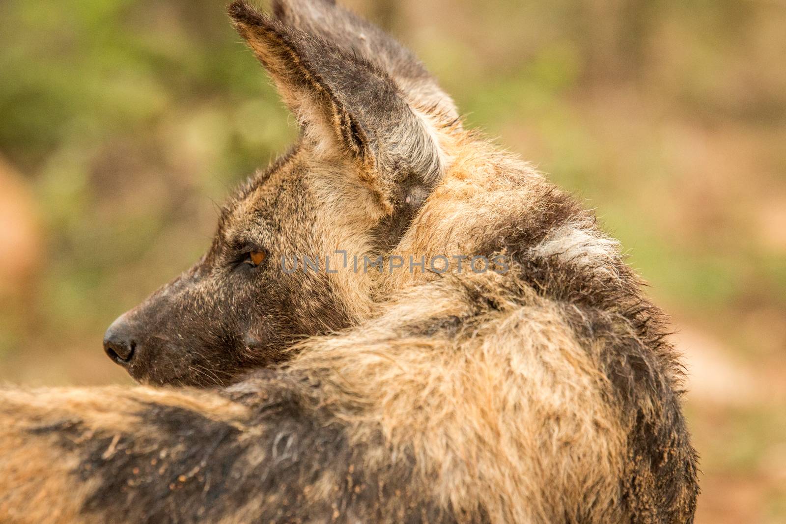 Starring African wild dog from behind in the Kruger National Park, South Africa.