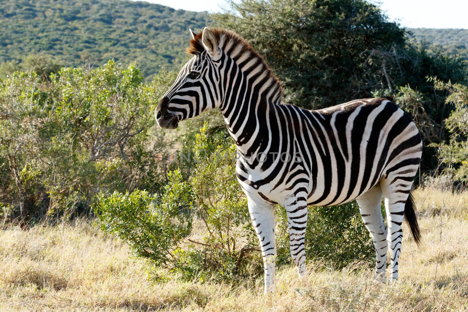 Black and White Burchell's Zebra standing in a field with green bush and hill in the background.