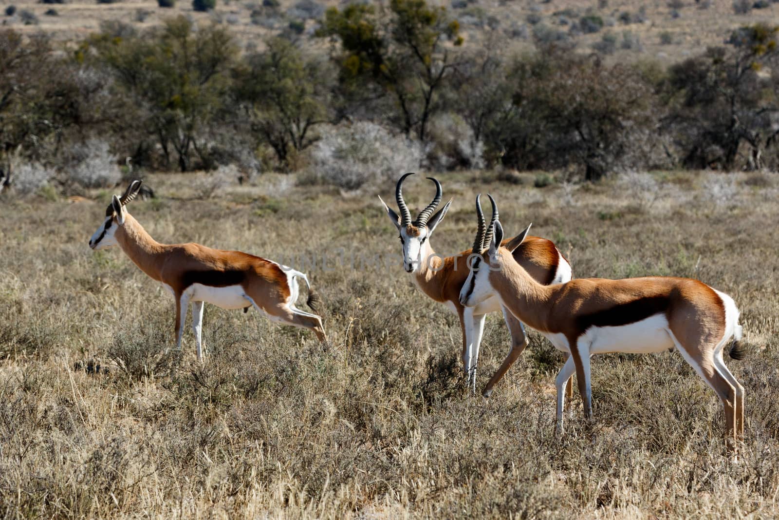 Springbok standing and grazing in the field.