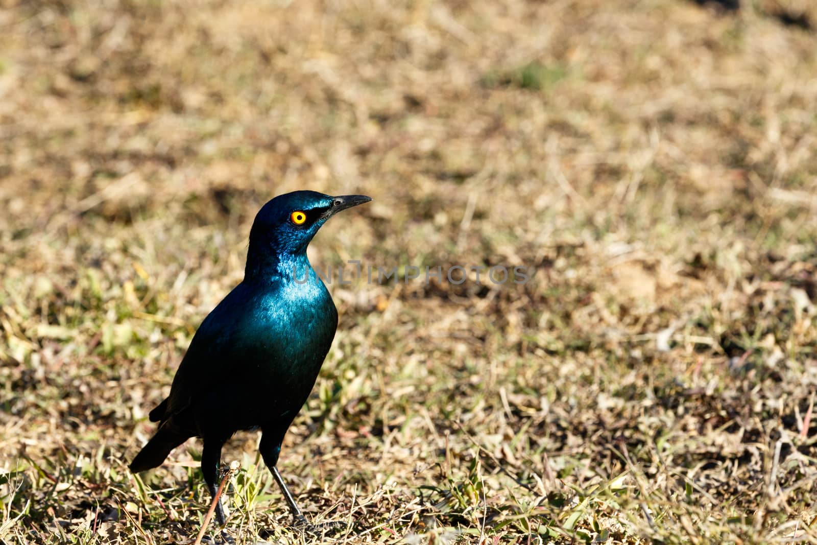 Red-shouldered glossy bird with yellow eye standing  in the field.