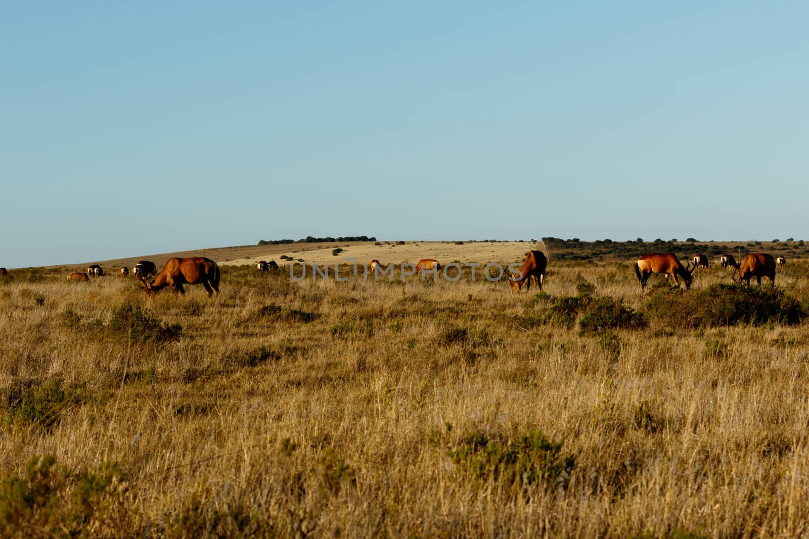A herd of Red Hartebeest in a Yellow field.