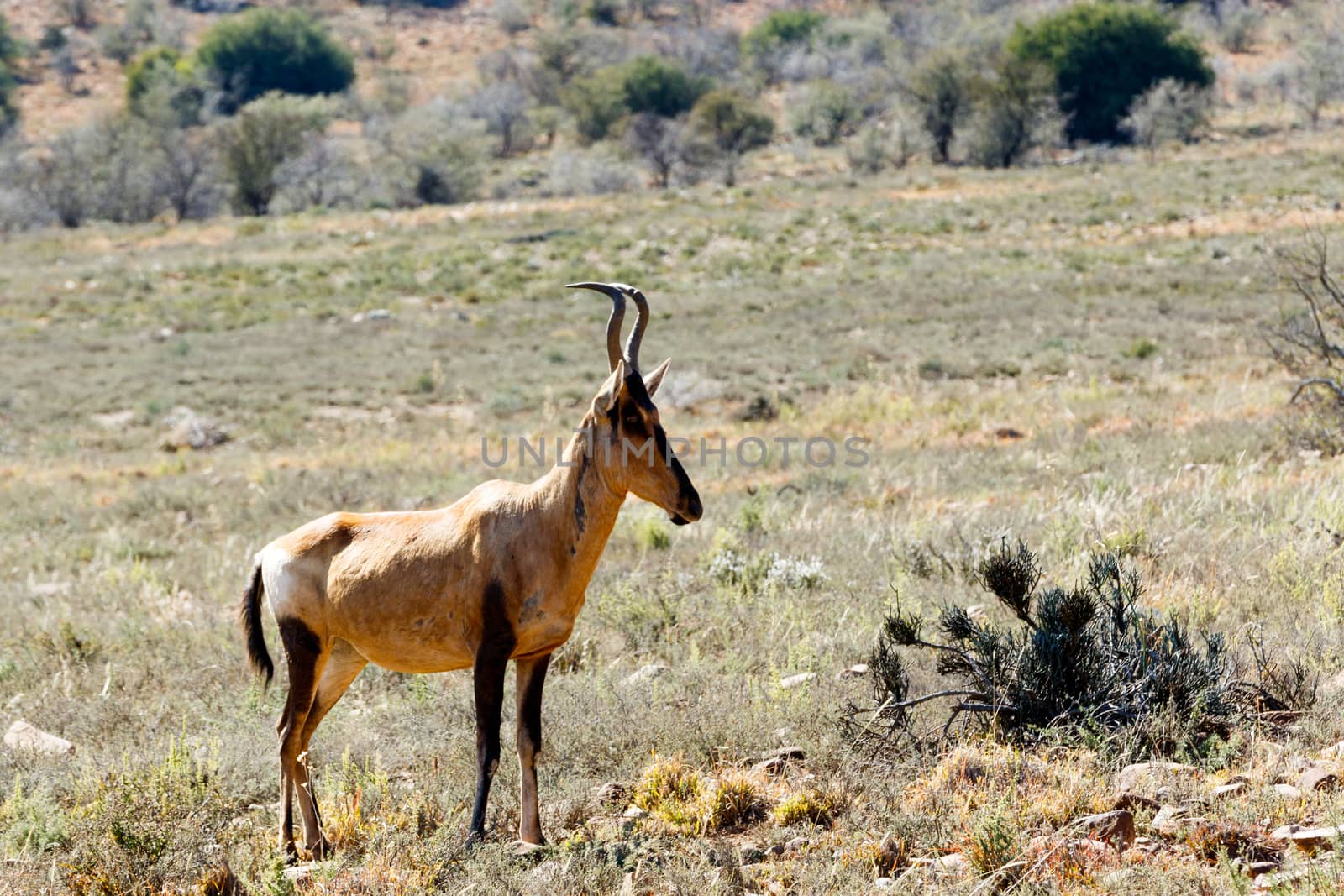 The side view of the Red Hartebeest standing in the field surrounded with bushes.
