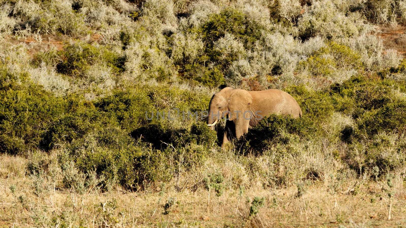 African bush elephant standing in a Big field with lots of bush surrounding him.