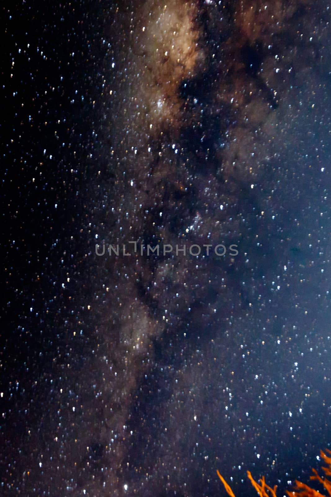 Portrait -  Bush pointing to the full view of the milky way galaxy.