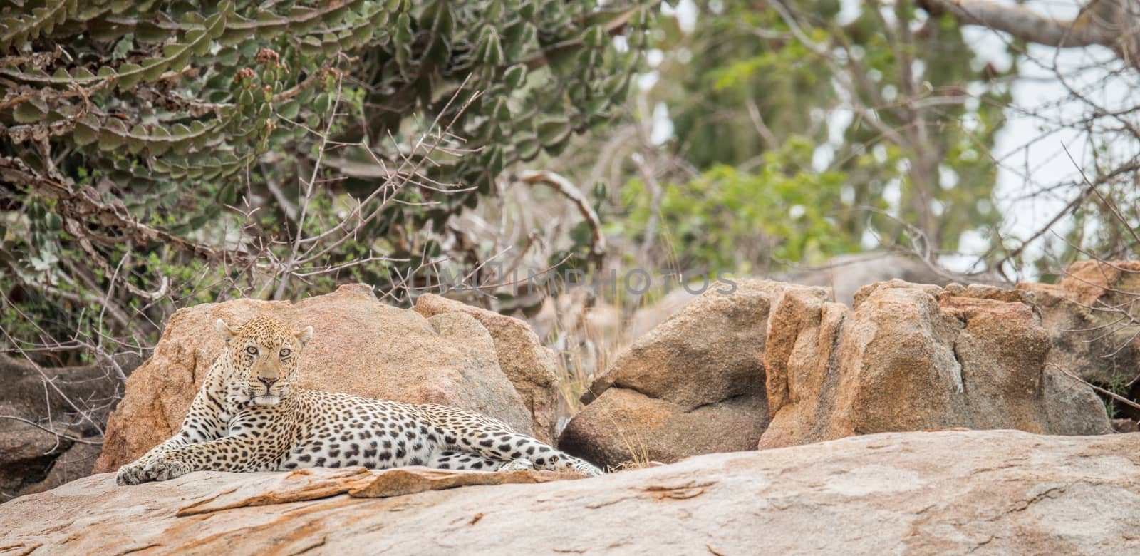 Leopard on the rocks in the Kruger National Park, South Africa.