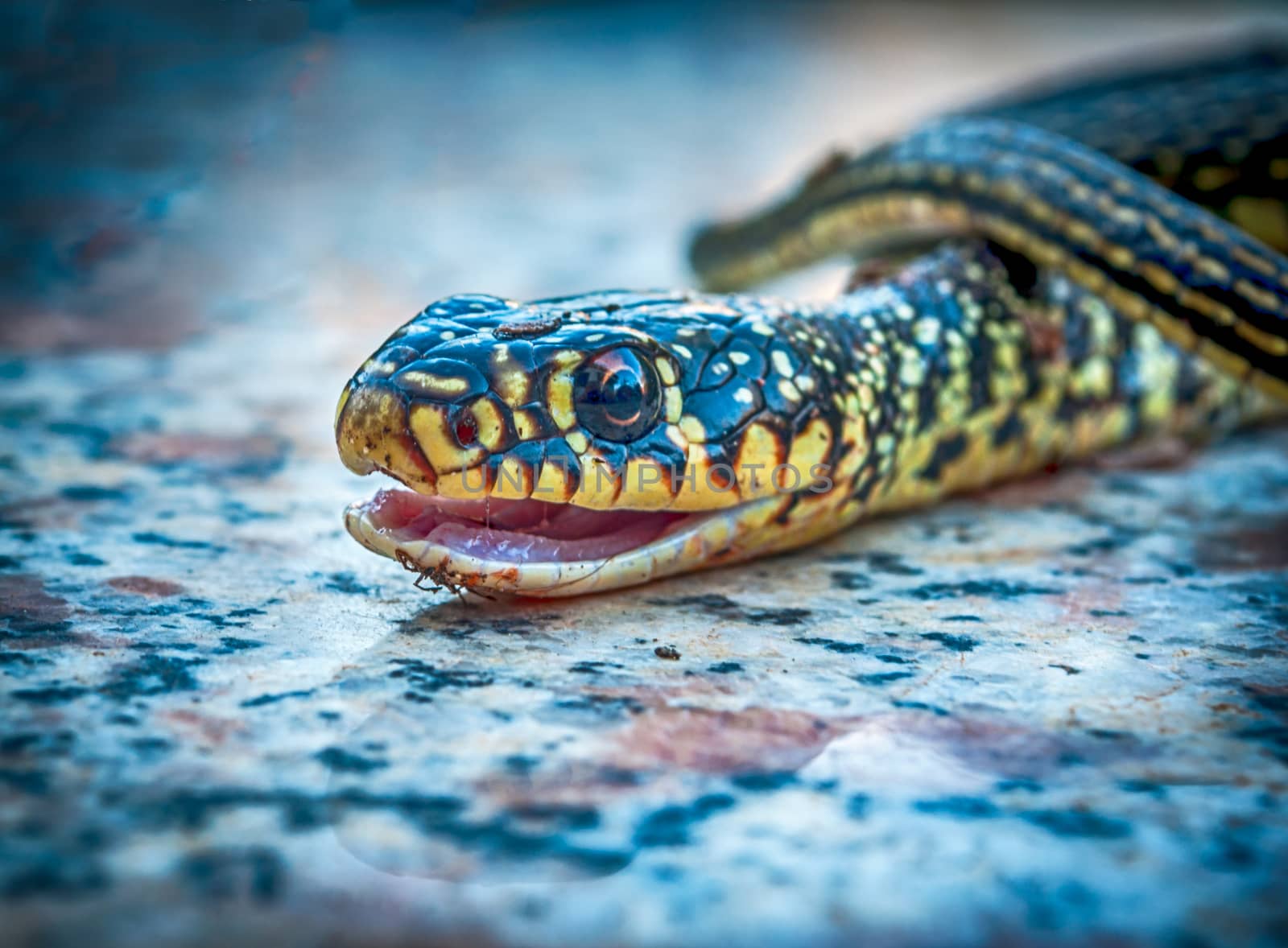 Closeup of little snake head