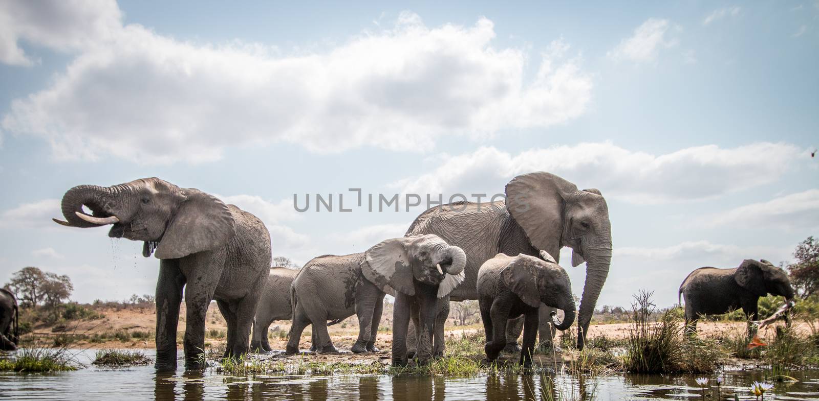 Drinking Elephants in the Kruger National Park, South Africa.