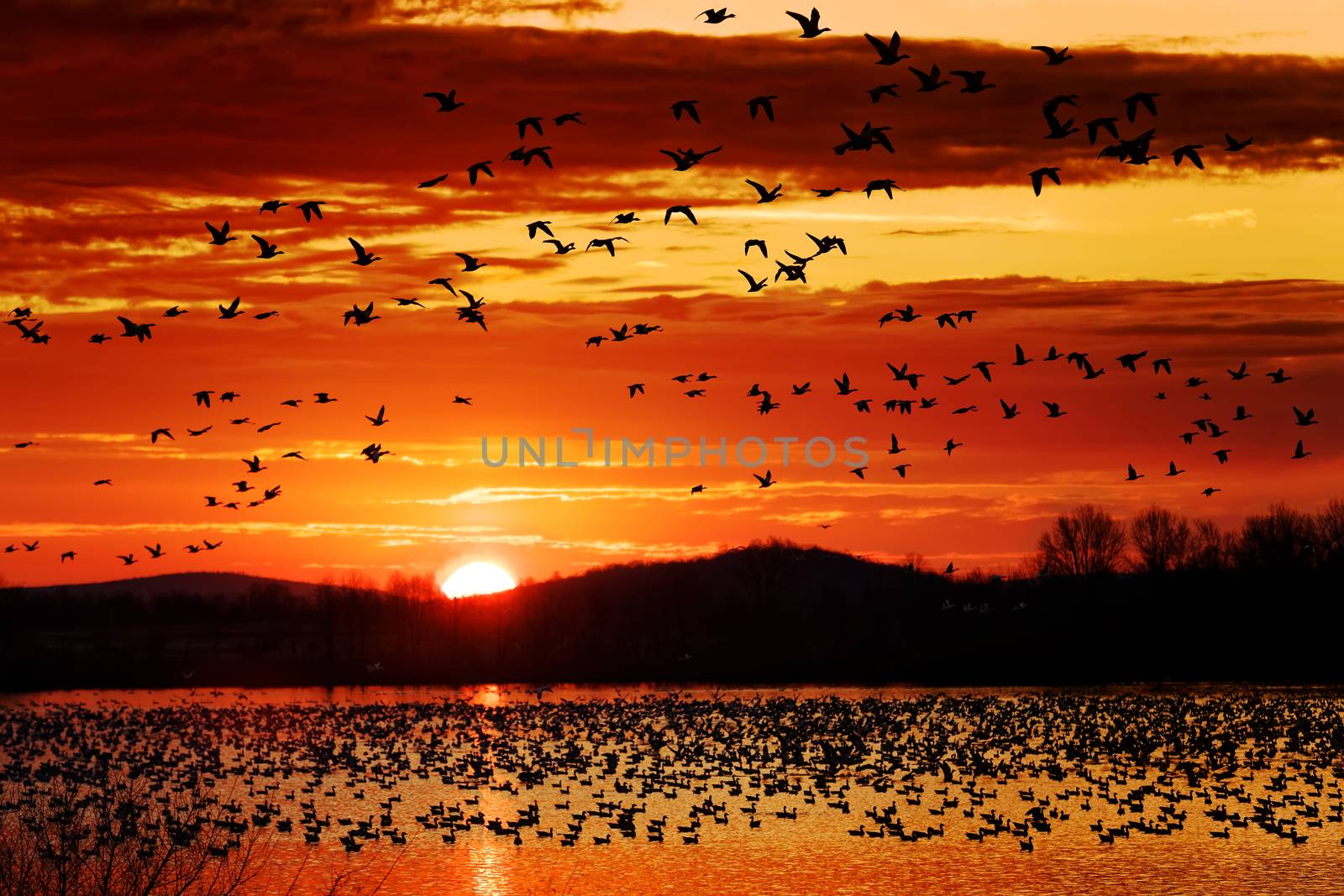 Snow Geese Take Flight at Sunrise by DelmasLehman