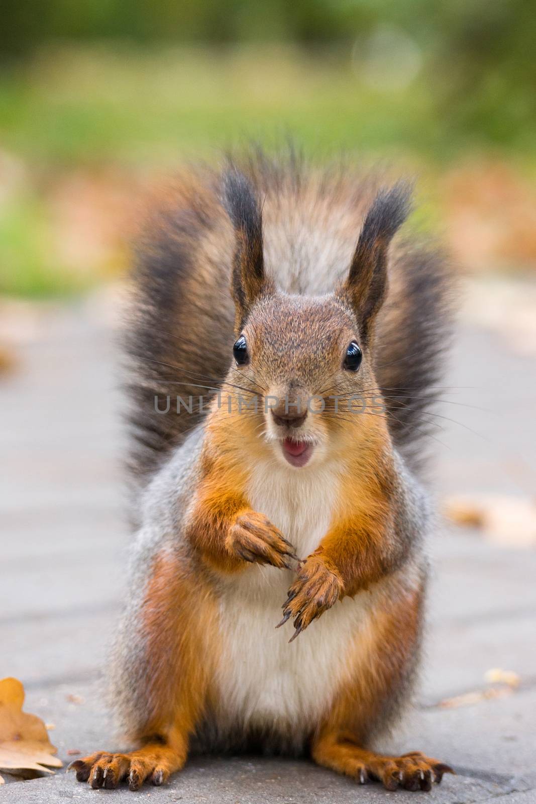 the photograph shows a squirrel on a tree