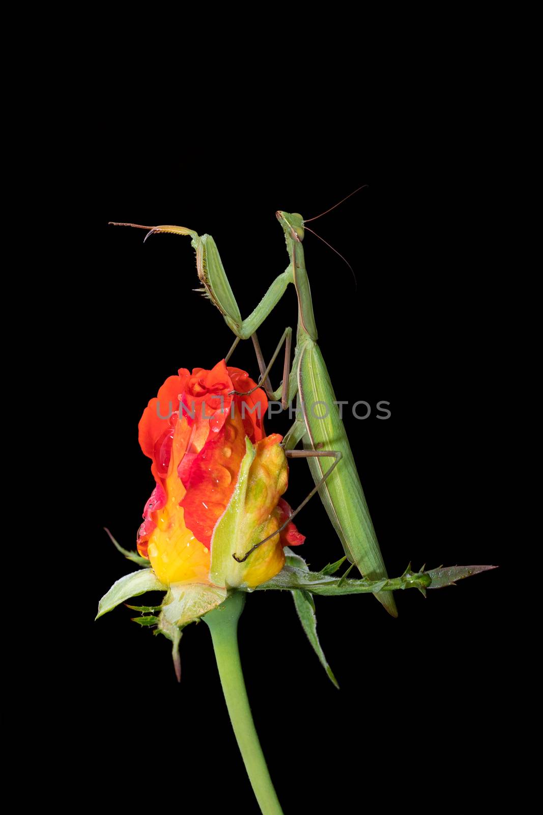 Green Praying Mantis, Mantis religiosa, sitting on a rosebud isolated on black in its typical pose, waiting for insects to catch them. Outside of Europe this species is also called European Mantis.