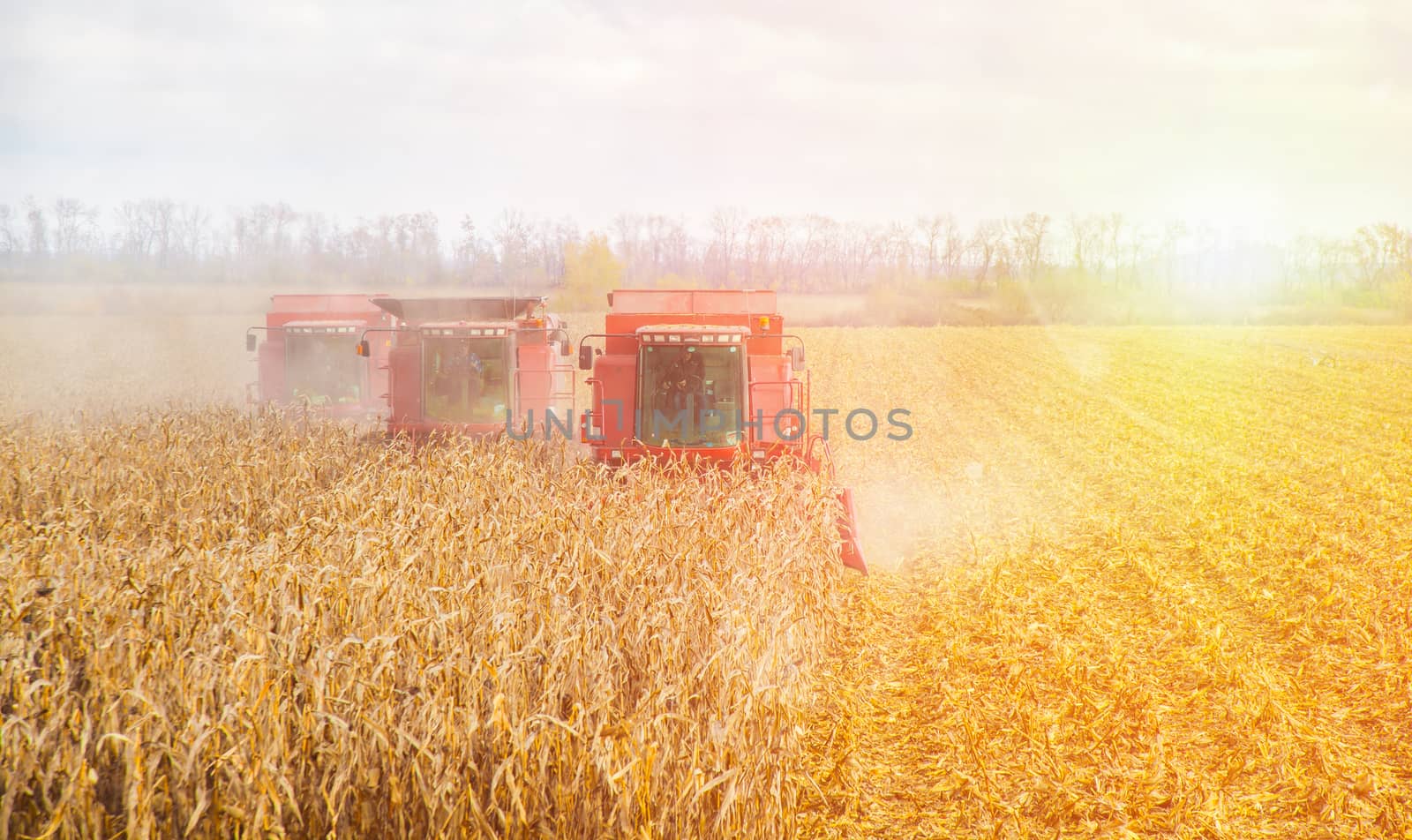 agricultural work, combines harvest on the field