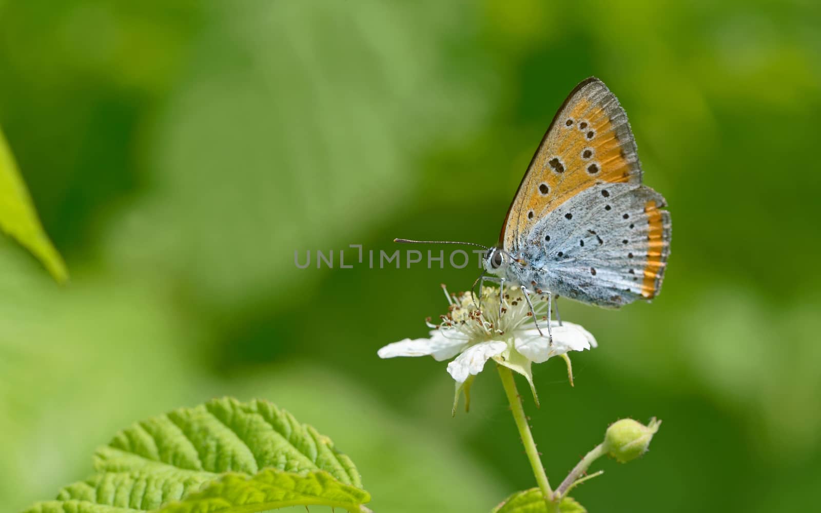 Common Blue (Polyommatus icarus) butterfly on a flower