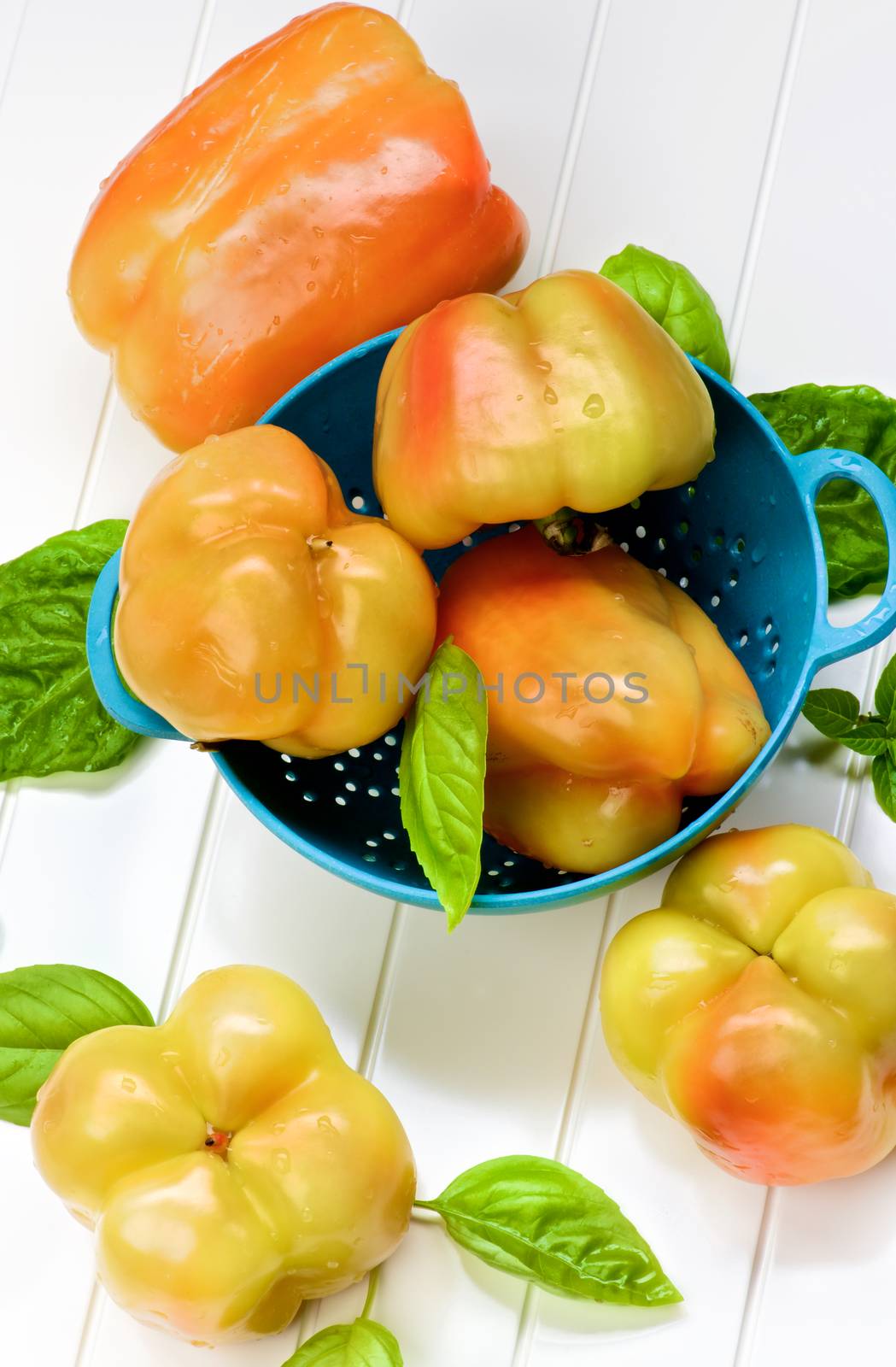 Heap of Fresh Ripe Yellow and Orange Bell Peppers with Green Basil Leafs in Blue Colander closeup on White Plank background
