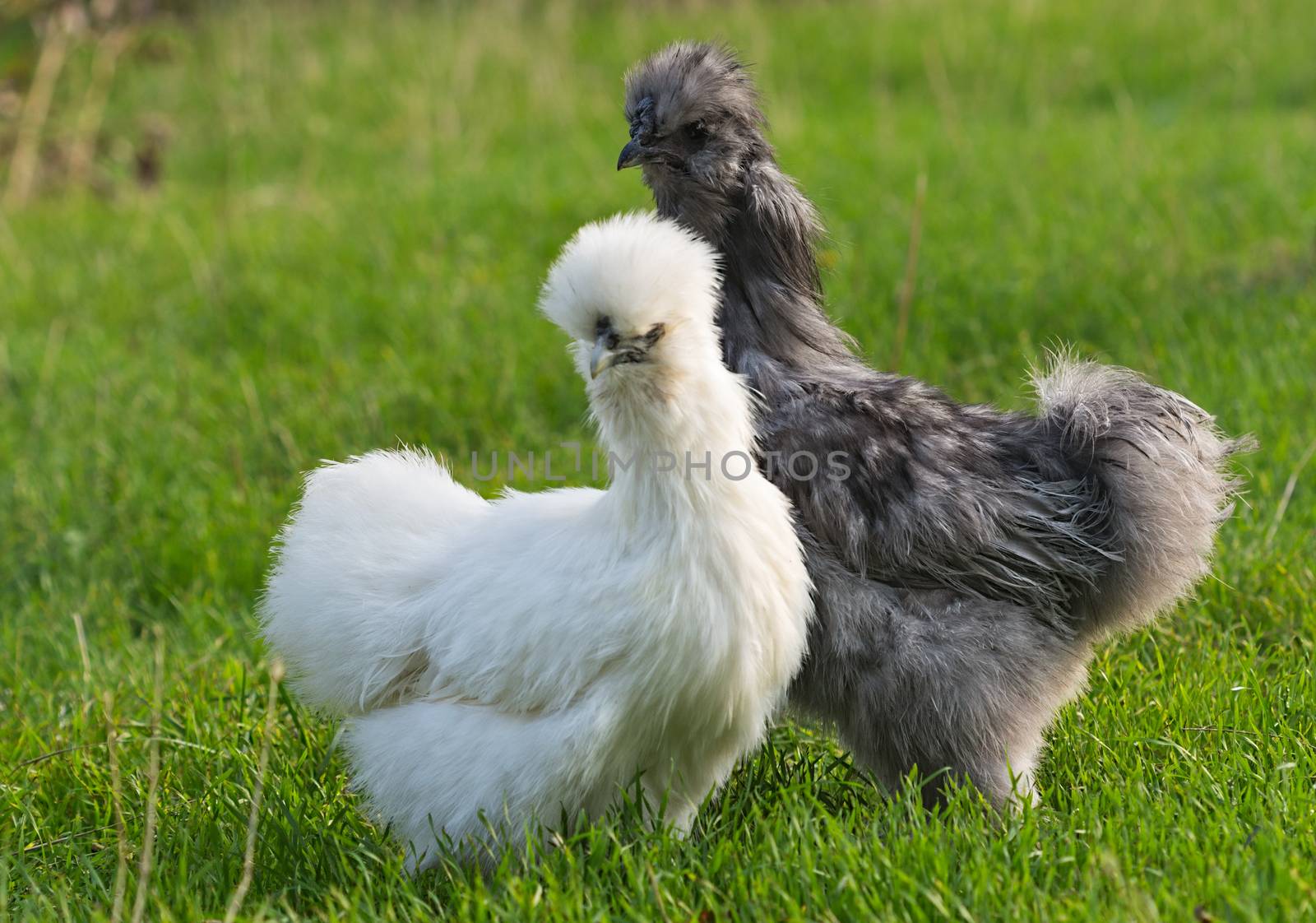 A pair of silkie chicken: gray rooster and white hen on the green grass. Silkie - an unusual breed poultry with fluffy like wool feathers and black leather.