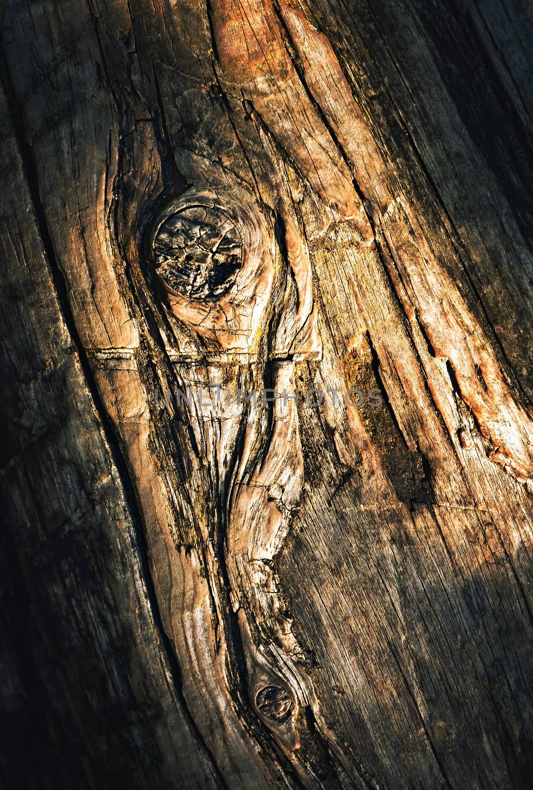 abstract background detail on the twig after evening light