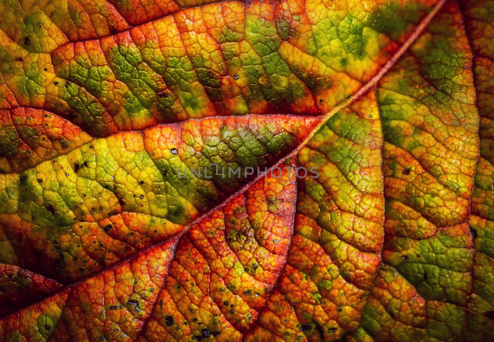 abstract background or texture detail the colorful autumn apple leaf