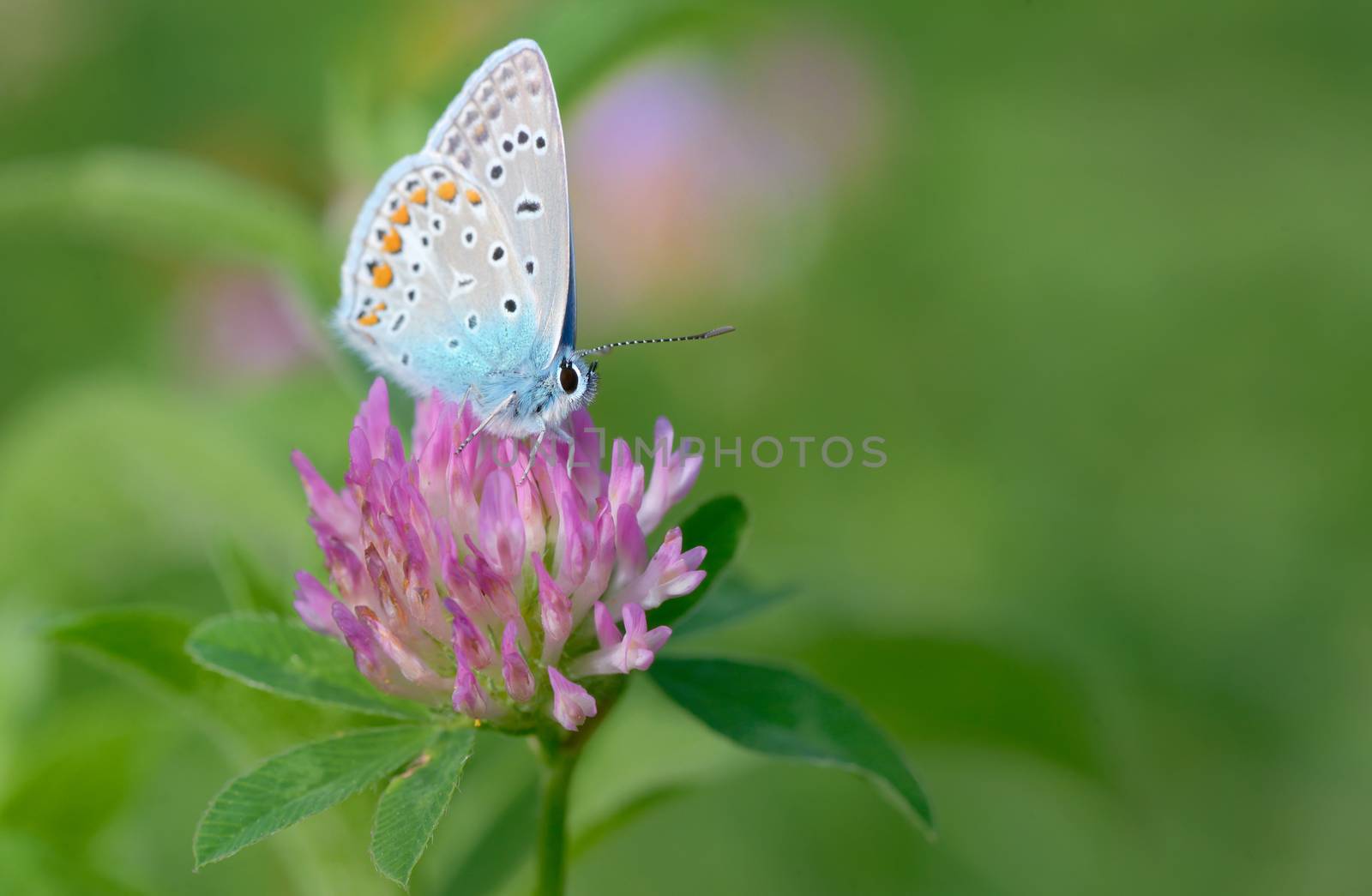 Common Blue (Polyomathus icarus) butterfly