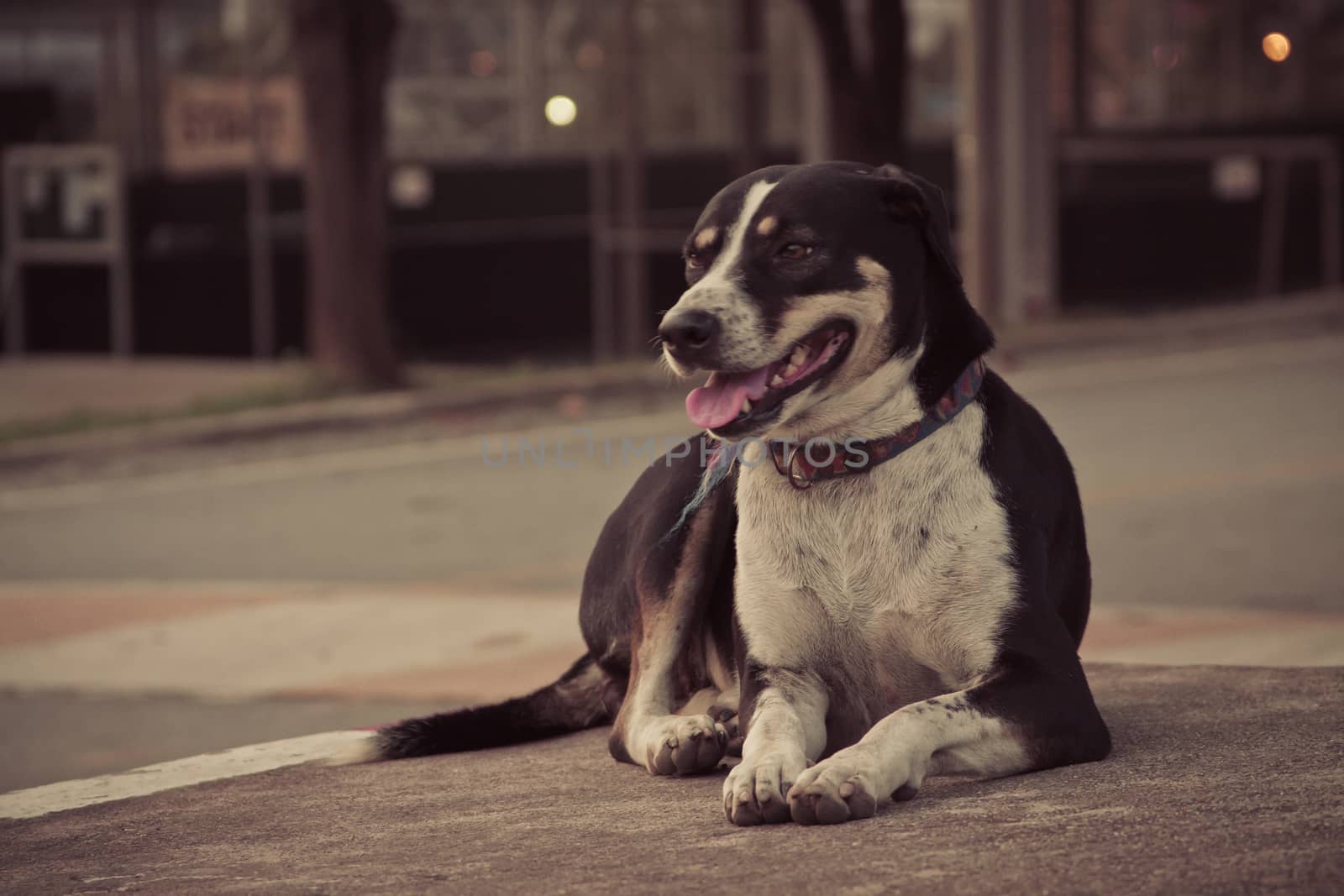 Black Thai dog on steet with bokeh