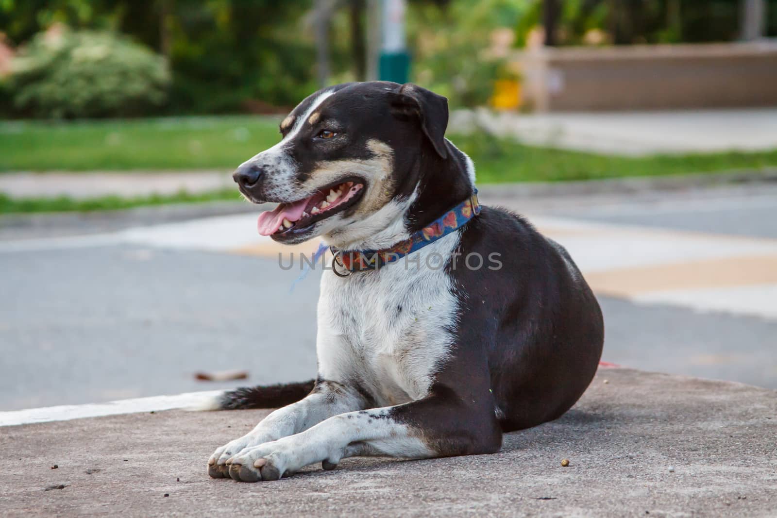 Black Thai dog