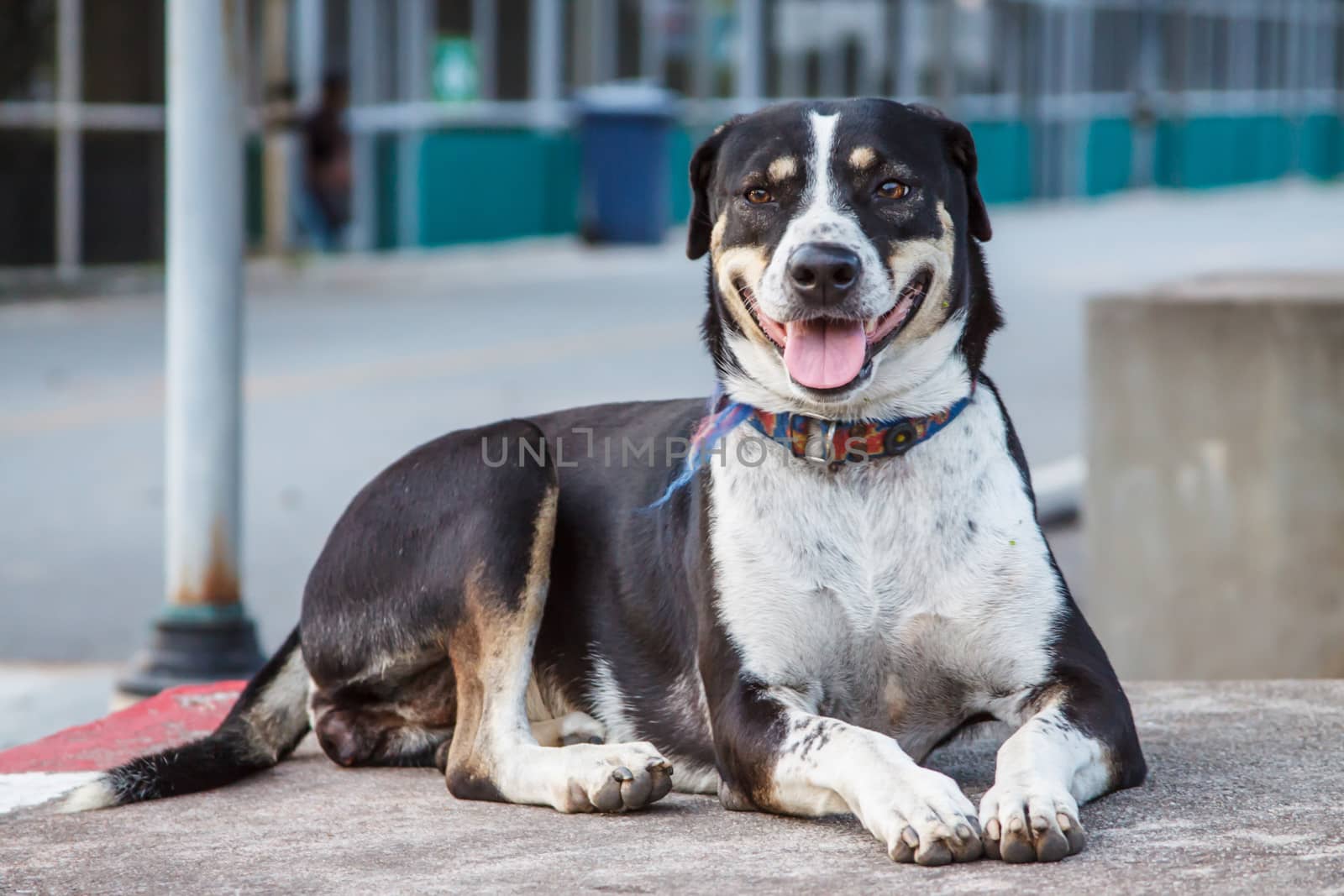 Dog portrait