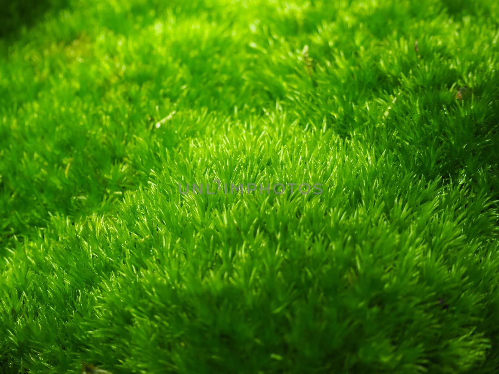 Green moss background texture beautiful in nature by worrayuth