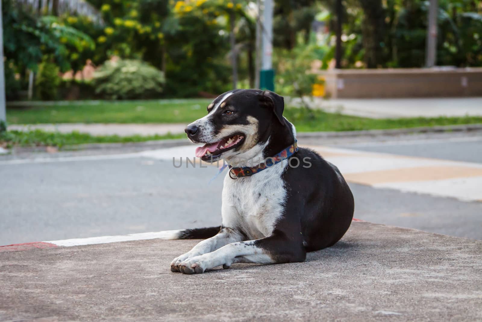 Street dog sit on the footpath by worrayuth