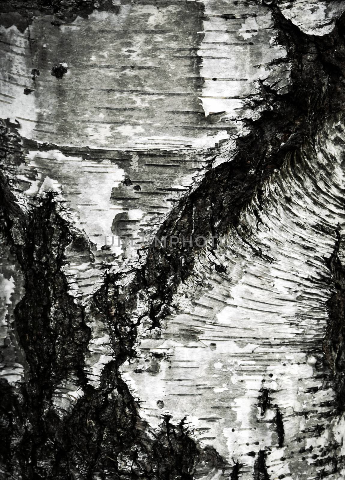 abstract background or texture old dirty birch bark