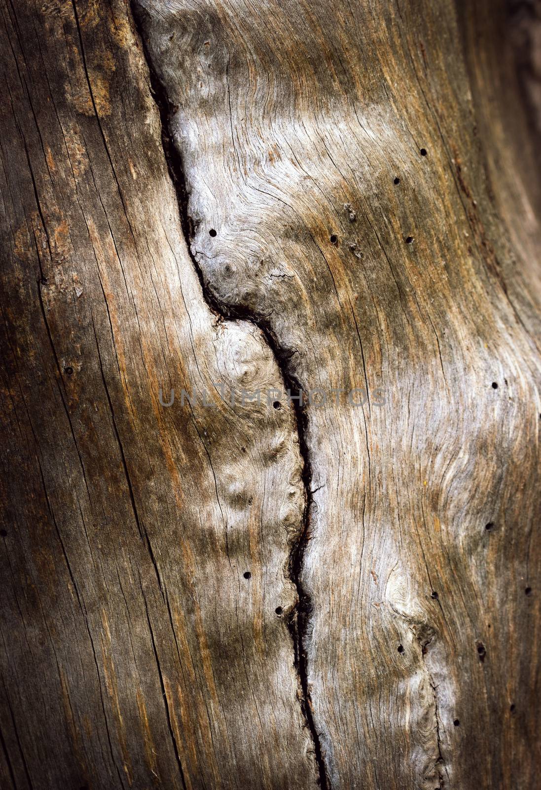 vertical crack on an old twig by Ahojdoma