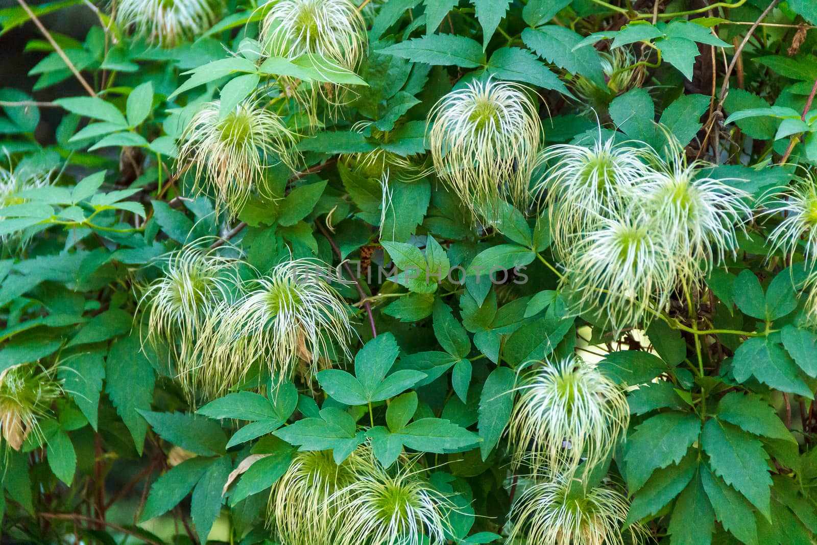 Top down view of green plants in park