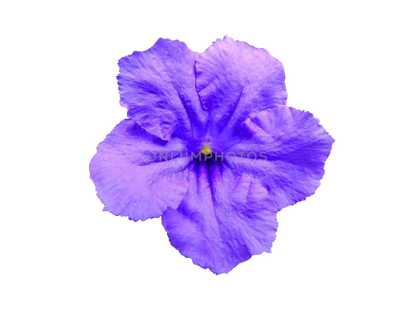 Purple flower in the spring isolated on white.