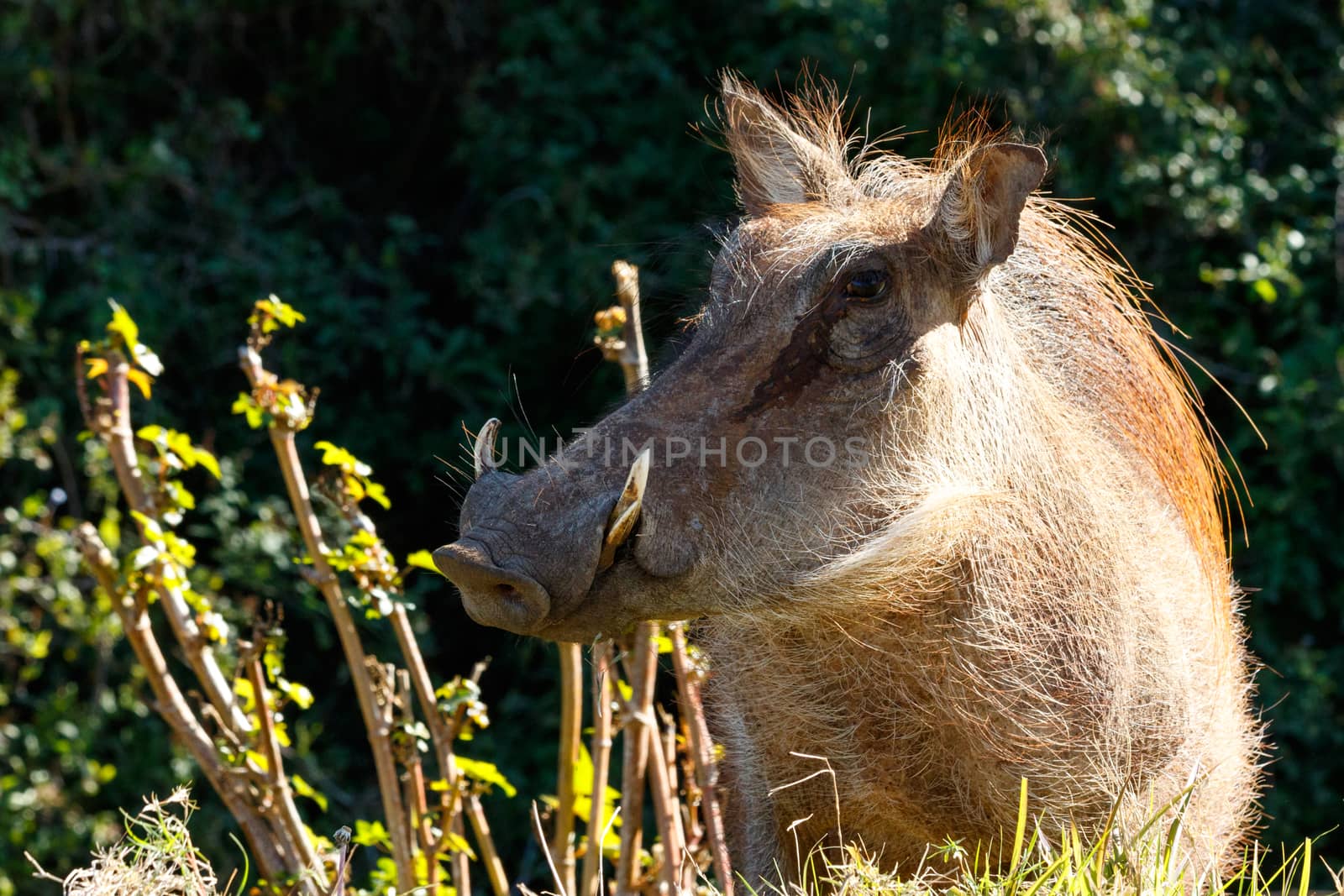 The common warthog stopping and staring at you, showing off his side view.