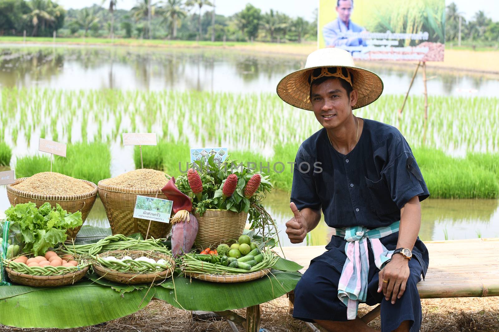 Farmers planting rice by demonstrating sufficient economy  by chatchai