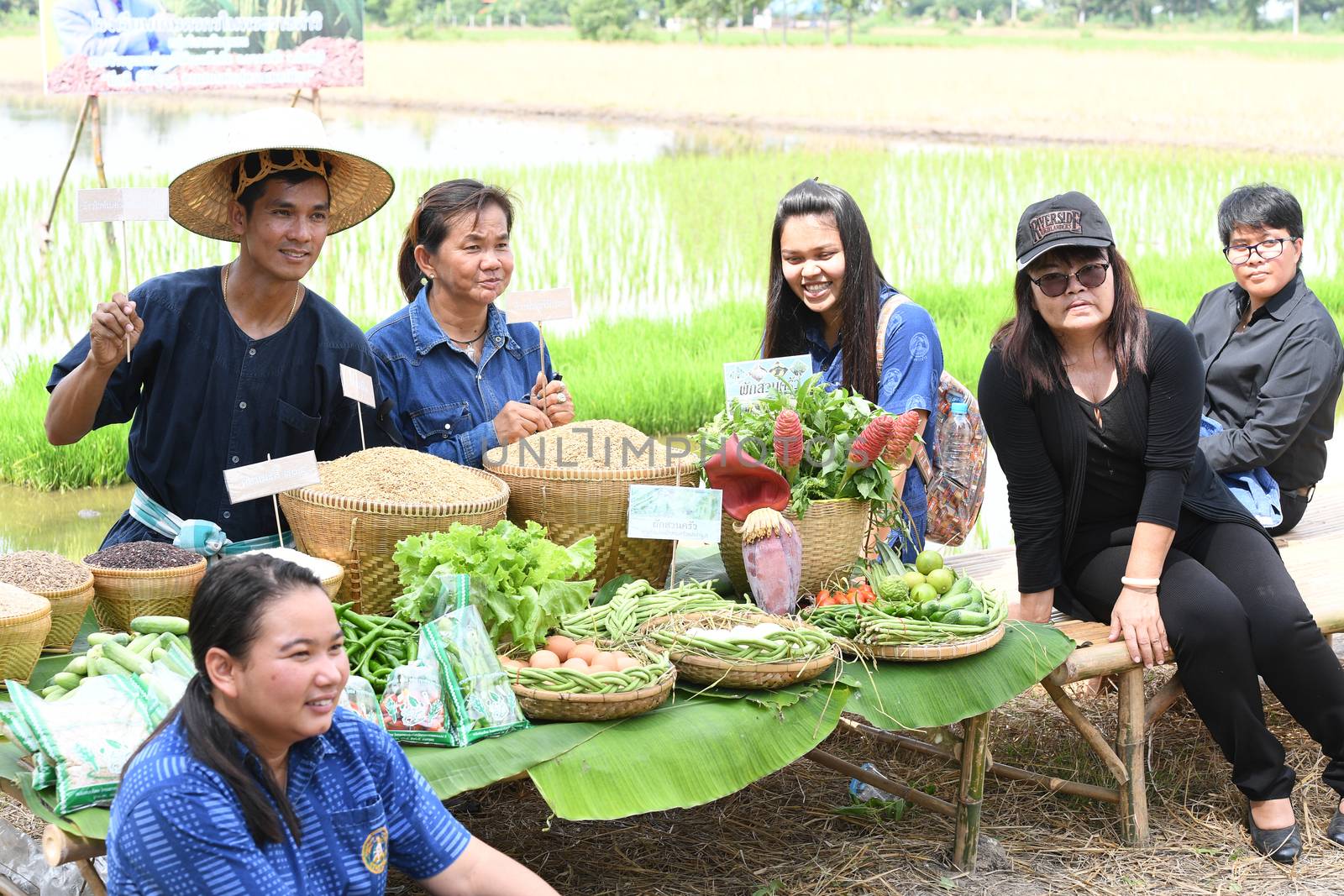 SINGBURI - THAILAND 18 : Farmers planting rice by demonstrating sufficient economy like Kings and Thailand show their loyalty to The monarchy at Bangrachan on October 18, 2016 in Singburi, Thailand.