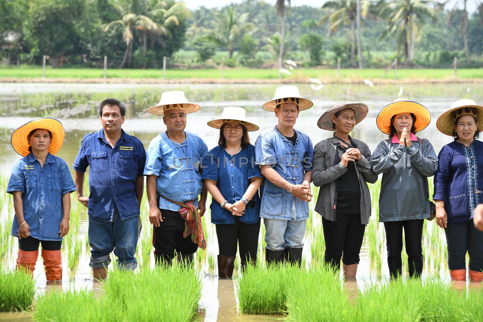Farmers planting rice by demonstrating sufficient economy  by chatchai