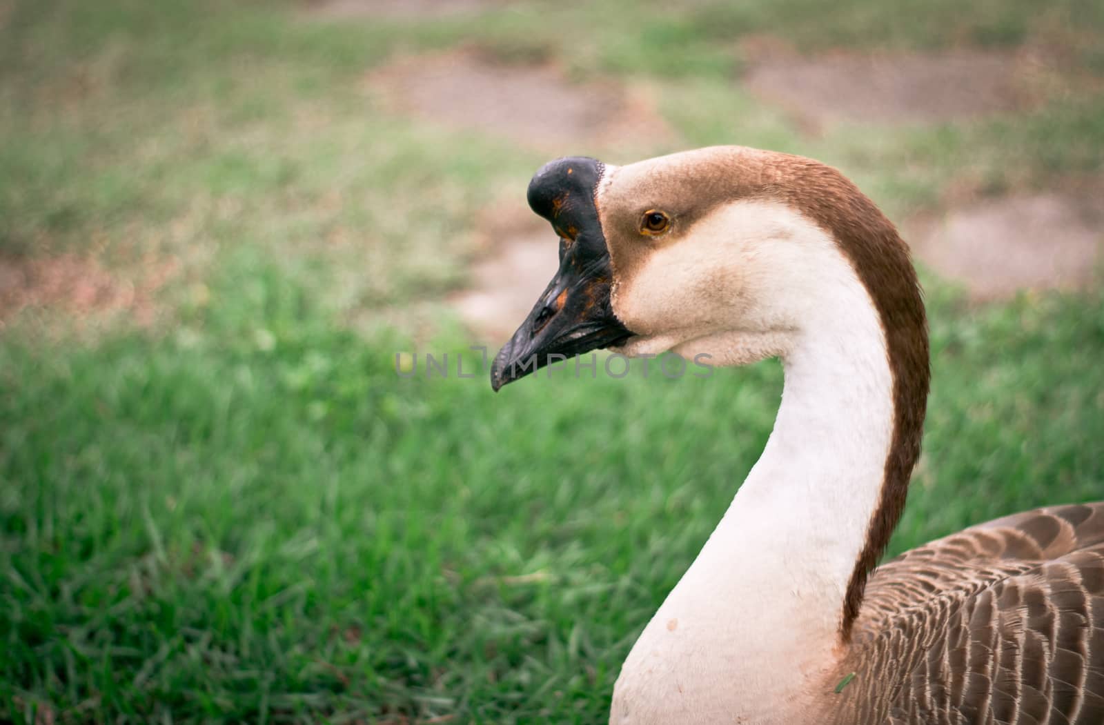 Portrait of a goose in city park