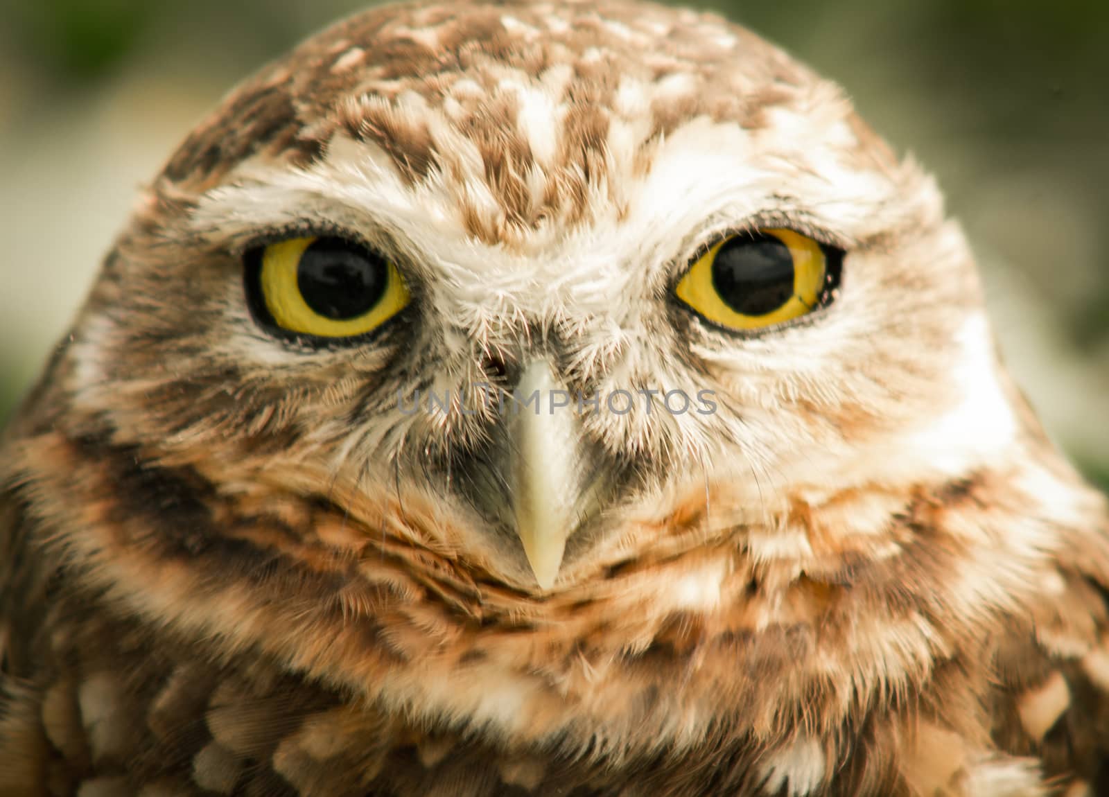 Portrait of a burrowing owl in the wild