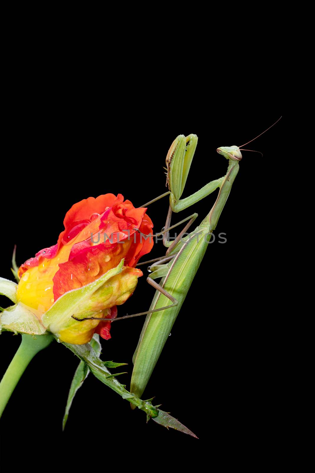 Green Praying Mantis, Mantis religiosa, sitting on a rosebud isolated on black in its typical pose, waiting for insects to catch them. Outside of Europe this species is also called European Mantis.