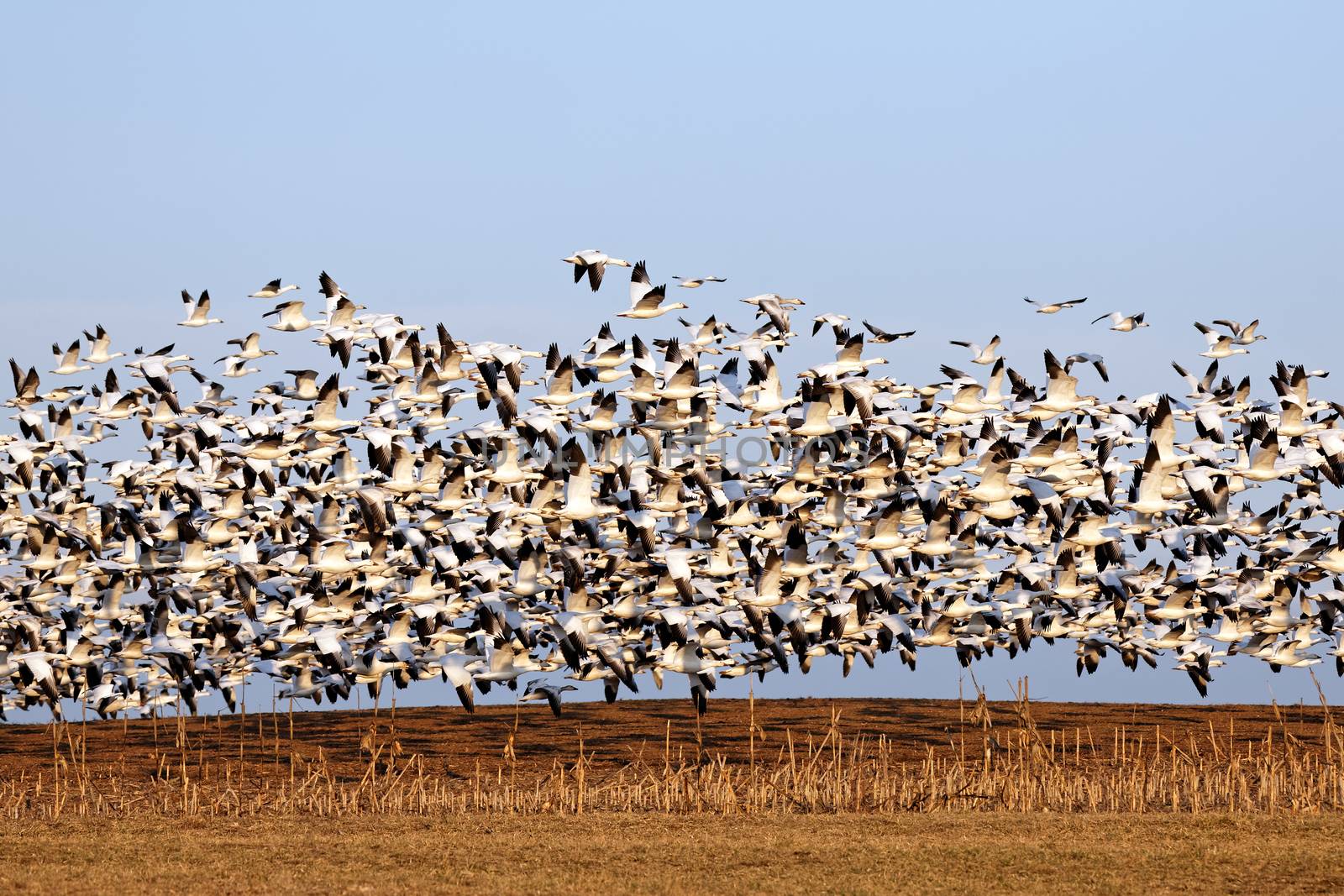 Thousands of migrating Snow Geese ( Chen caerulescens ) fly over a field after a layover in Lancaster County, Pennsylvania, USA.