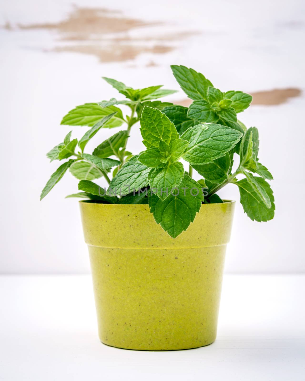 Fresh peppermint potted on white shabby wooden background. Peppermint  planted in pots.