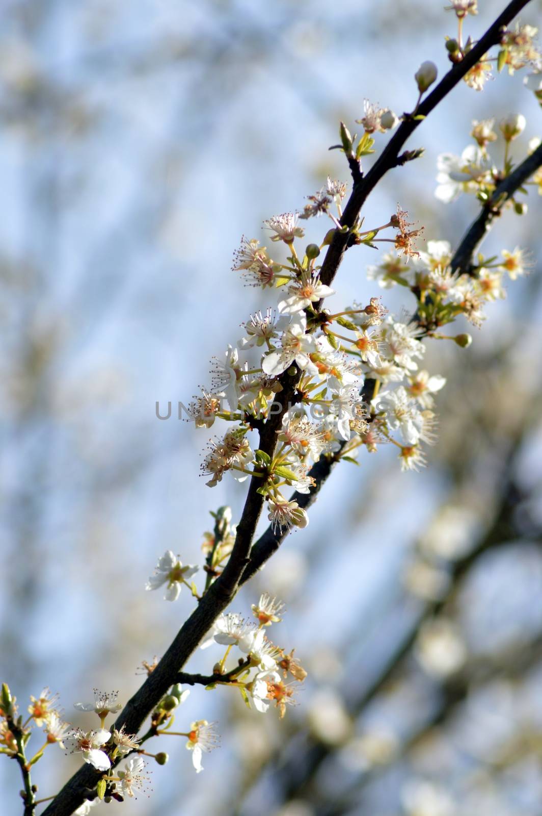 Branch of cherry tree in flower on a fuzzy bottom