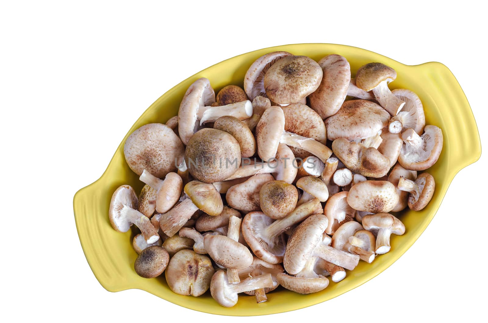 Raw fresh mushrooms in Dutch oven, on a white background by Gaina