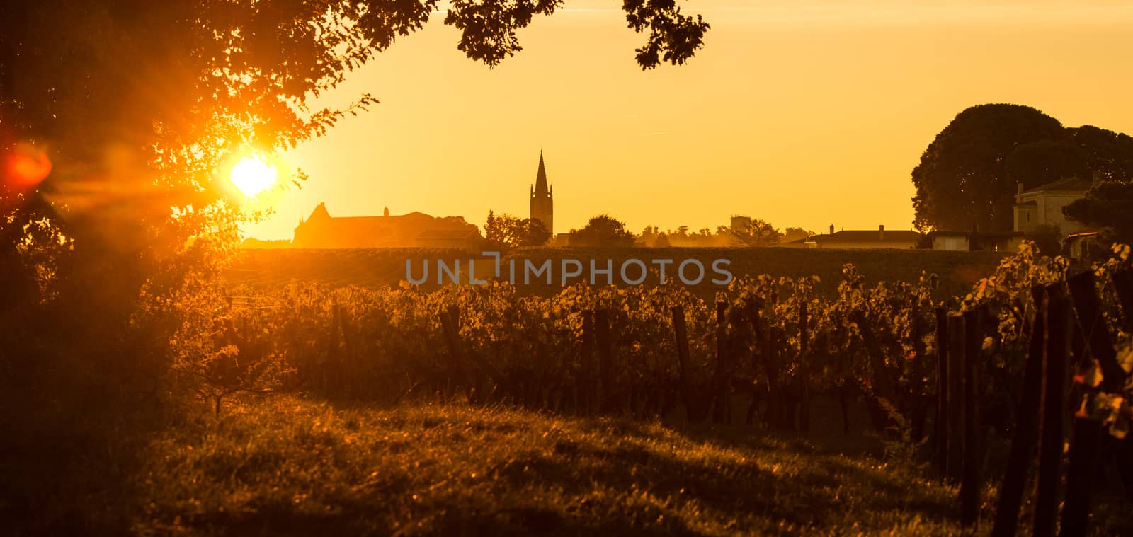 Saint Emilion, Vineyard Sunrise, Bordeaux, France, Europe