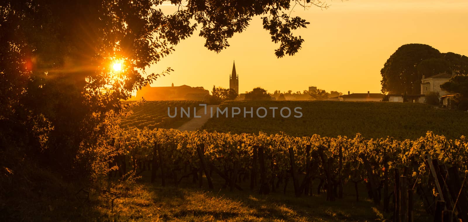 Saint Emilion, Vineyard Sunrise, Bordeaux Wine, France