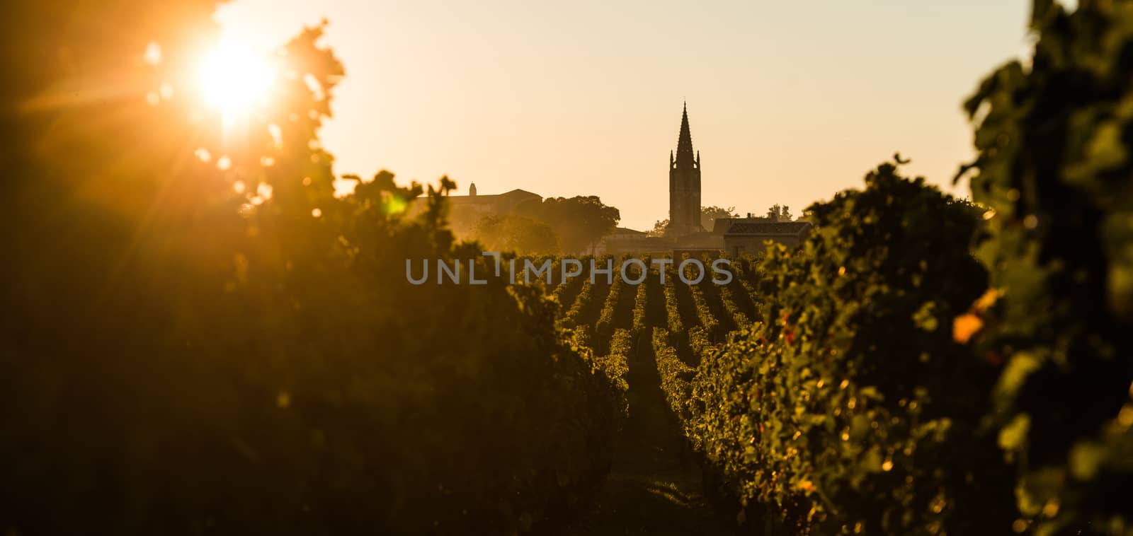 Saint Emilion, Vineyard Sunrise, Bordeaux Wine, France