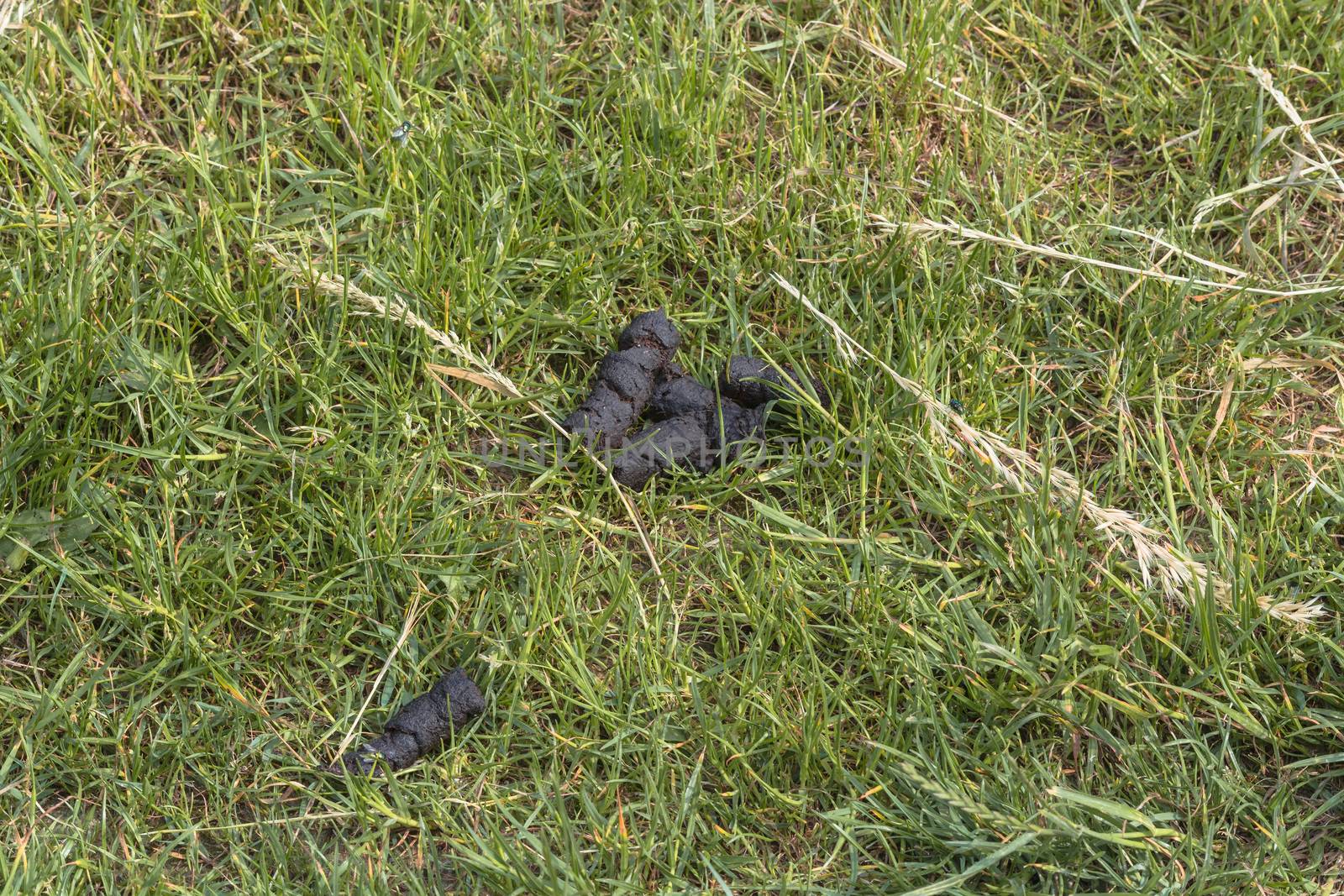 Dog droppings on the lawn of a park.