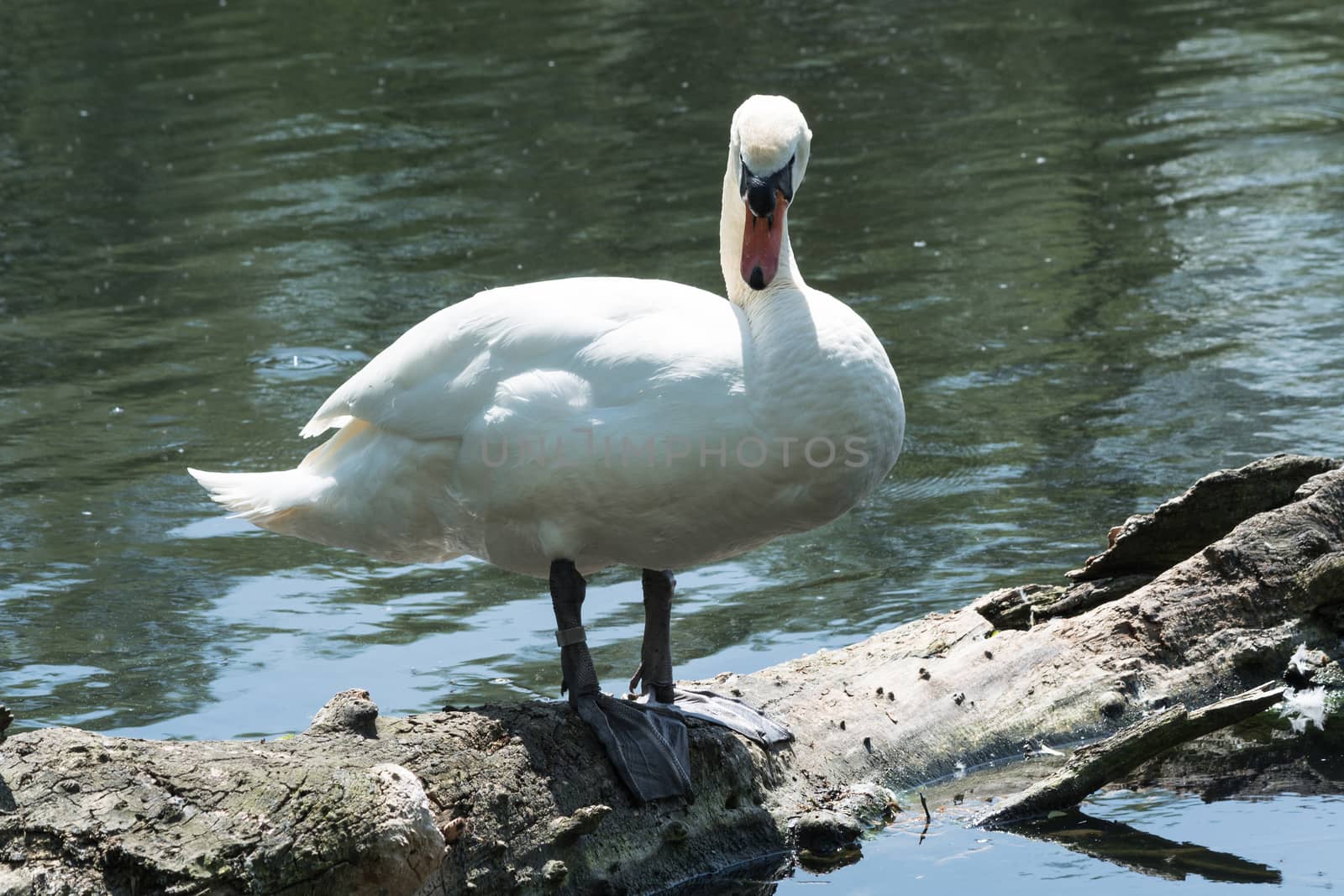 White swan standing on a tree trunk in the lake.