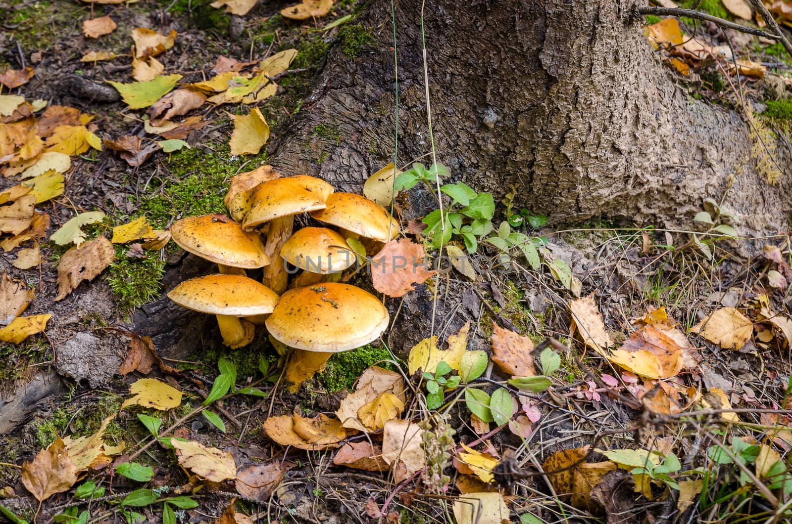 Deciduous in autumn season in the month of October