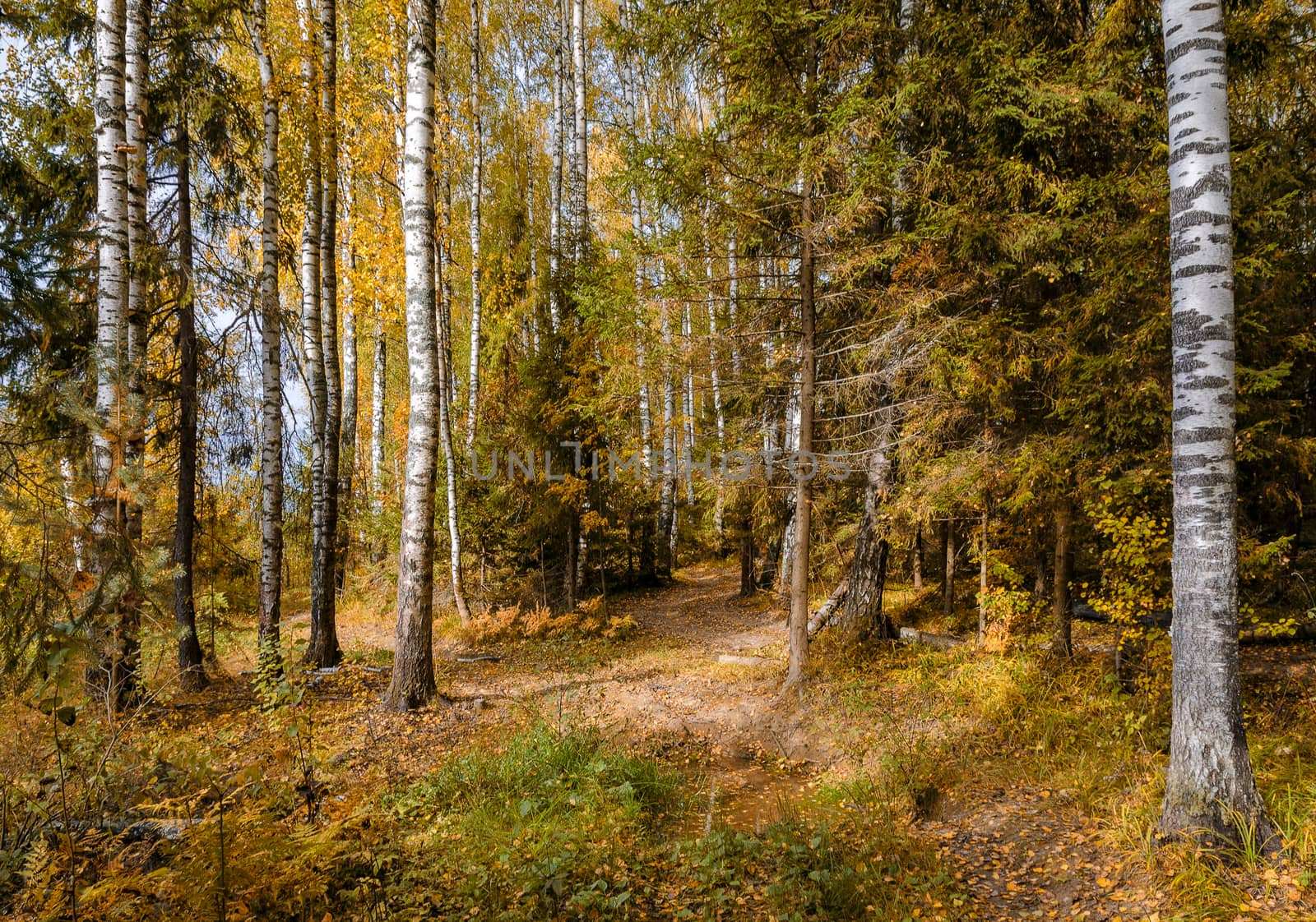 Deciduous in autumn season in the month of October