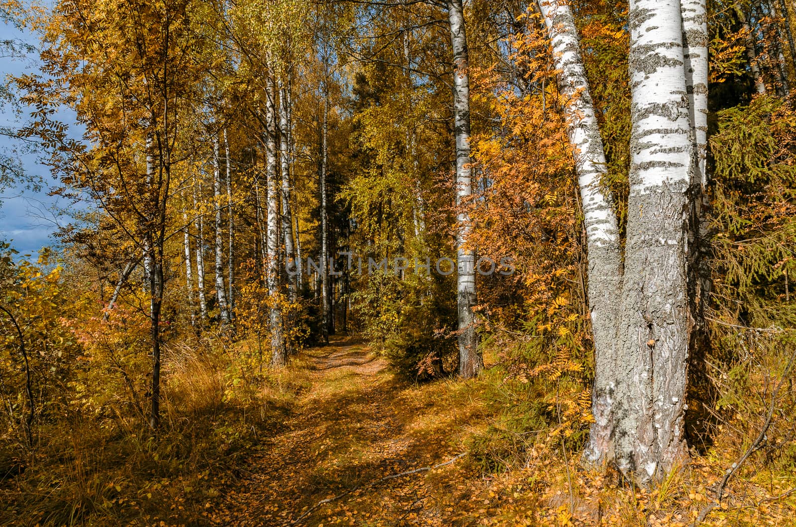 Deciduous in autumn season in the month of October
