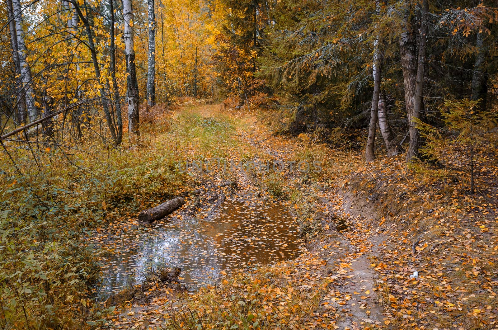Deciduous in autumn season in the month of October